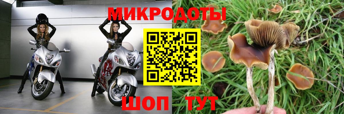 Псилоцибиновые грибы Psilocybe Скопин
